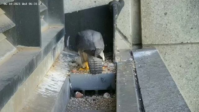 367 Collins Falcons | Mom bring prey in breakfast for four cute babies | 06.10.2021 смотреть онлайн