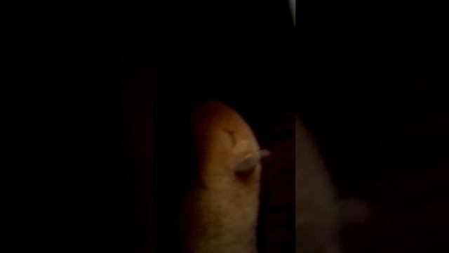 Знакомство. Бойкиссер и Каппи. смотреть онлайн