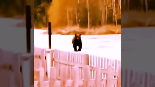 Животный МИР не предсказуем. смотреть онлайн
