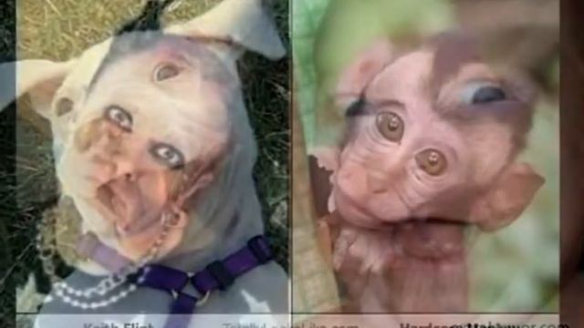 ПРИКОЛЬНЫЕ ДВОЙНИКИ ЗНАМЕНИТОСТЕЙ смотреть онлайн