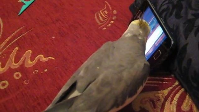 нимфа корелла Кеша смотреть онлайн