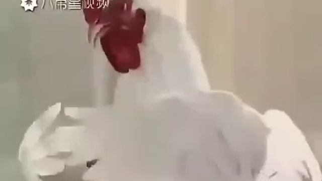 Великий концерт Петухов смотреть онлайн