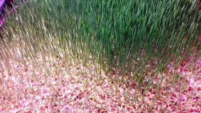 Рост и развитие пшеницы за 12 дней. смотреть онлайн