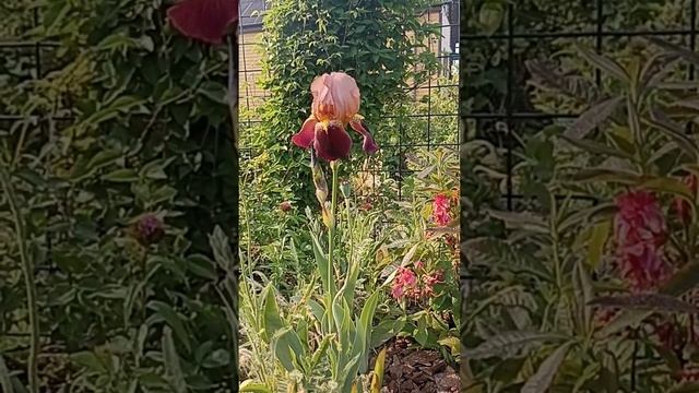 Ирисы смотреть онлайн