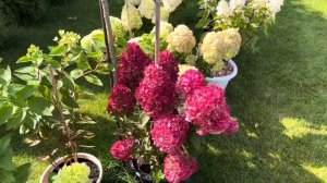 ПОЧЕМУ ГОРТЕНЗИИ В ГОРШКАХ И ГДЕ ОНИ ЗИМУЮТ?