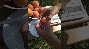 Персик Кросби. 3.08.2023