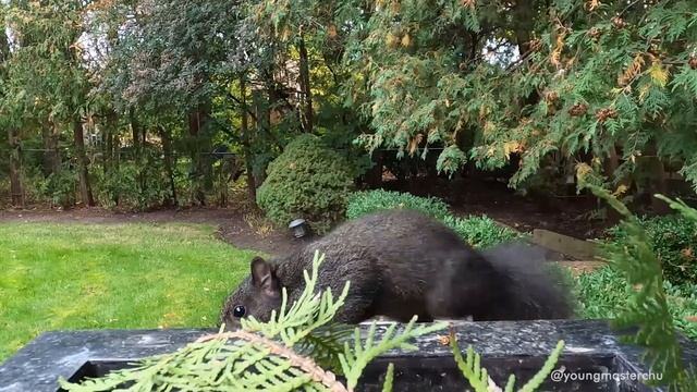 backyard feeding squirrels and birds 🤩🐦 смотреть онлайн