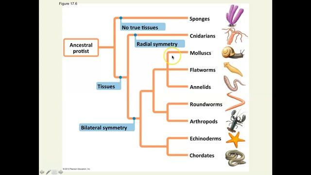 Brockmann Chapter 17 Animal Evolution Part 1 смотреть онлайн
