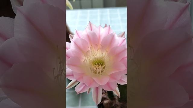 Echinopsis Apricote, Echinopsis hybr. 29 апреля смотреть онлайн