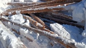 Заготовка дров. Пилю дрова бензопилой Чемпион 241. Пошло дело!