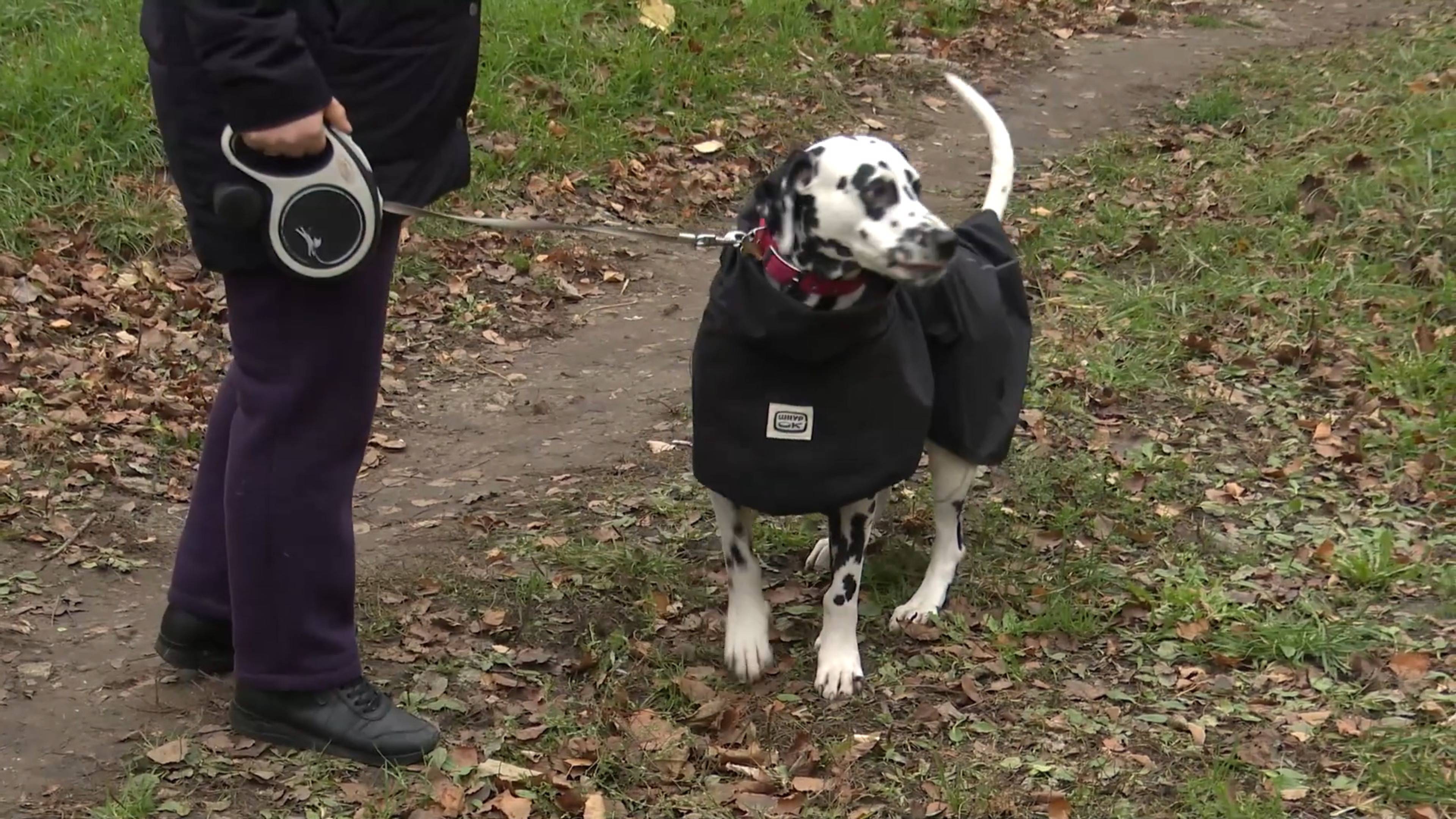 Об уходе за домашними питомцами в холода рассказали ветеринары и жители Реутова 12.11.2024 смотреть онлайн