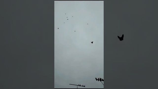 голуби.Александра.с.Таловое.Воронежской.обл. смотреть онлайн