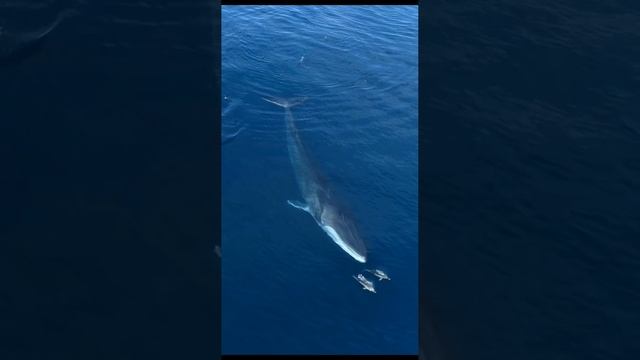 Красивые и прикольные животные. смотреть онлайн