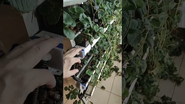 Укоренение усов земляники в проточной гидропонике смотреть онлайн