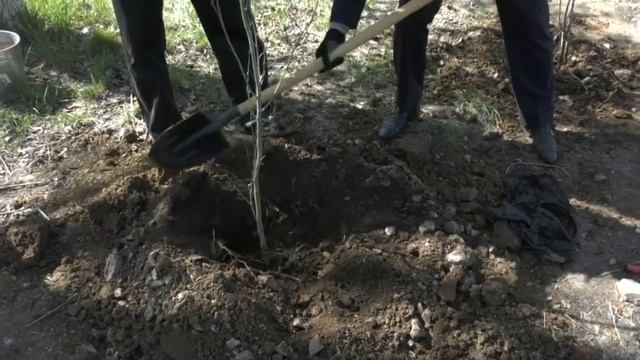Экибастуз Новости В рамках республиканской акции «Таза Казақстан» в Экибастузе было высажено 100 са смотреть онлайн