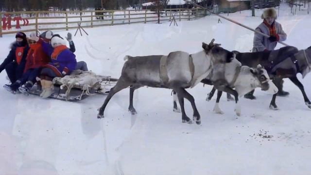 Катание на оленях в Саамской деревне в Мурманской области #мурманск #хаски #олень смотреть онлайн