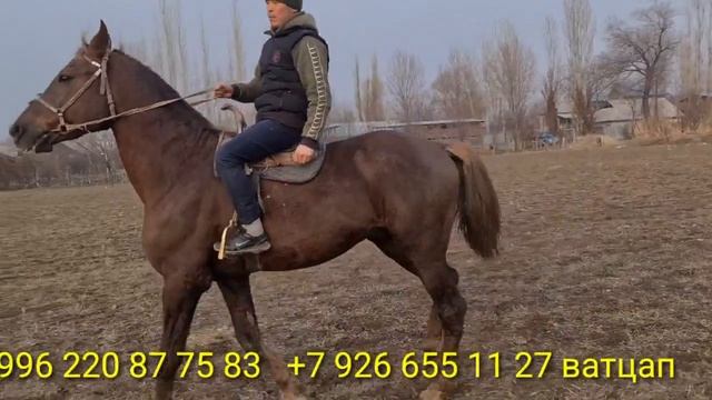 ҮЙҮРҮ 100%Өзгөндүн ШОРО-БАШАТТЫНДА 25.01.2022 смотреть онлайн