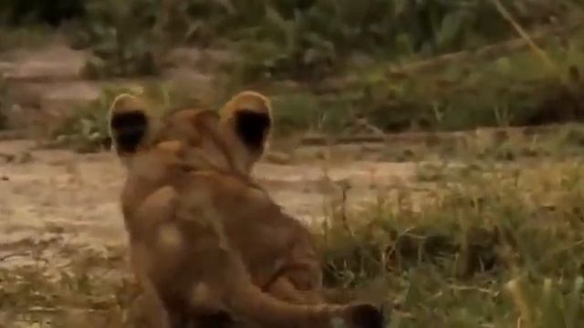 Predatory instinct смотреть онлайн