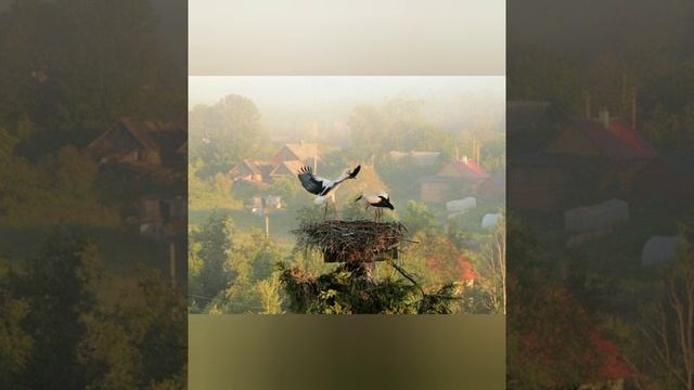 10 июля - Самсон Сеногной