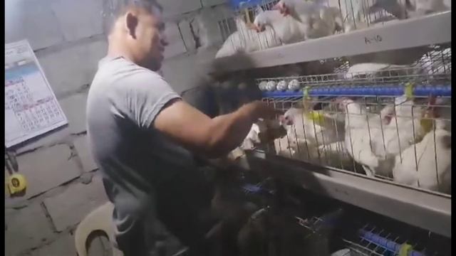 23 days from buying date 74-75% egg production na Wow😱 смотреть онлайн