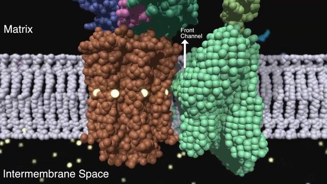 ATP synthase: Structure and Function смотреть онлайн