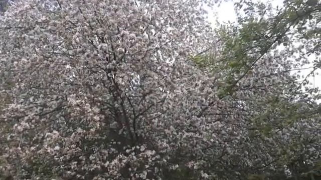 24 мая 2020 г. Каштаны в Чебоксарах в этом году рано расцвели и уже отцветают. смотреть онлайн