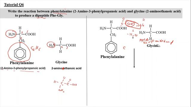 Tutorial 12.2 - Chemical reactions of Amino Acids смотреть онлайн