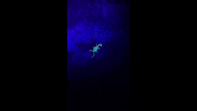 Arizona Bark Scorpion - Scorpion Hunting in Tucson смотреть онлайн