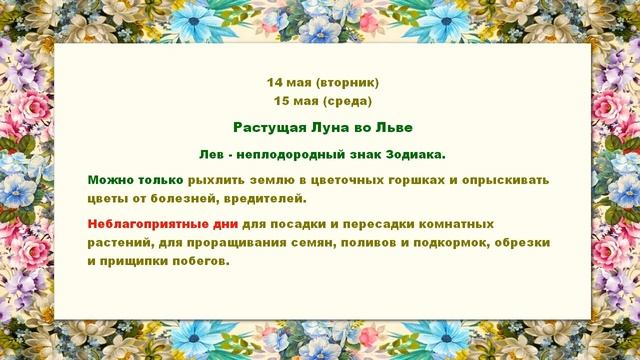 Лунный календарь комнатных цветов на май 2024 года для любителей комнатного цветоводства смотреть онлайн