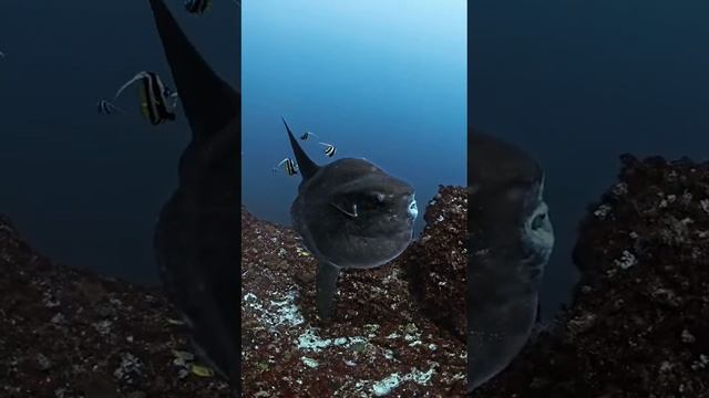 Подводное царство 🐠 смотреть онлайн