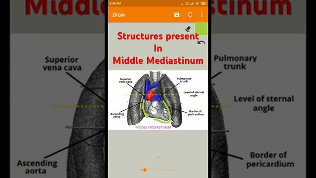 Structures present in Middle Mediastinum Thorax Anatomy смотреть онлайн
