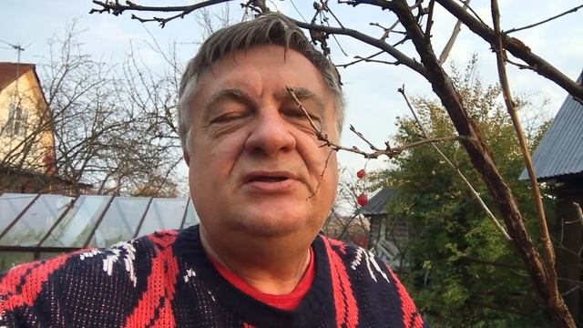 Что делать со случайными сеянцами? смотреть онлайн