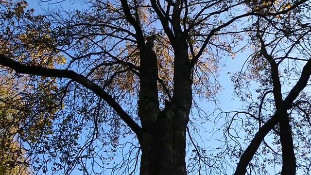 Suisse Switzerland Genève Швейцария Женева в парке белка осень Dans le parc des écureuils squirrel смотреть онлайн
