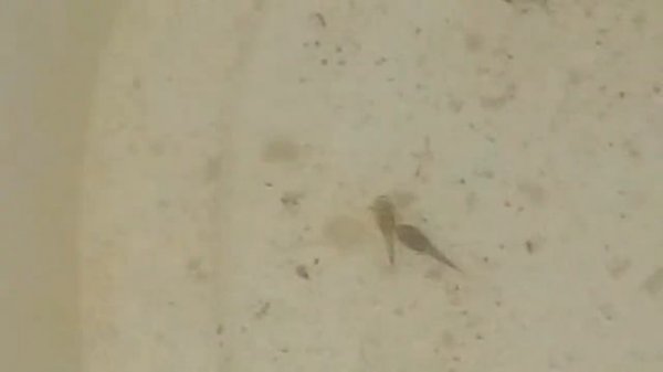 Я офигел сколько мальков сомиков Анциструсов.