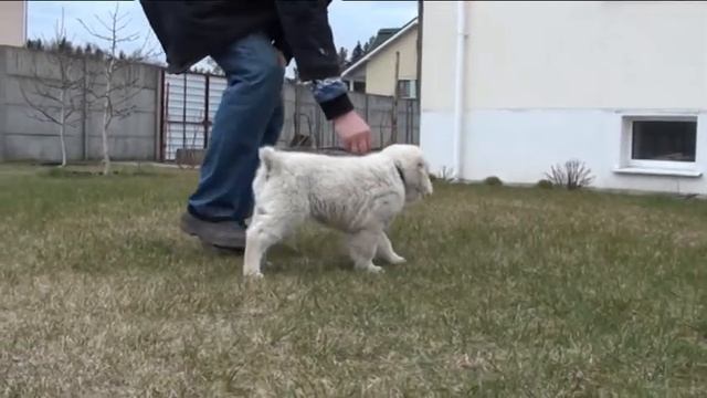 кобель 1 смотреть онлайн