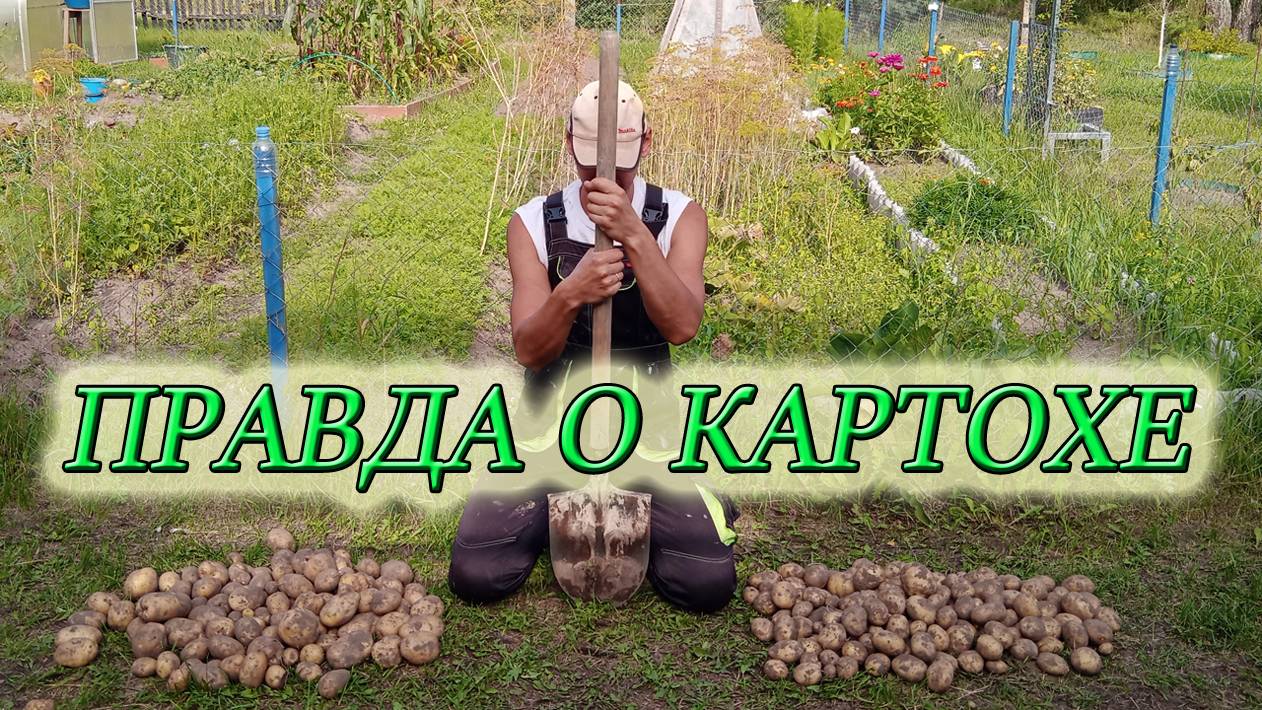 КОПАЕМ КАРТОШКУ/СТОИТ ЛИ САЖАТЬ КАРТОШКУ/РЕЗУЛЬТАТЫ ЭКСПЕРИМЕНТА С ЗОЛОЙ/Из Столицы в Деревню смотреть онлайн