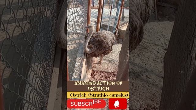Ostrich bird|Ostriches|Struthio camelus|flightless birds|Deserts animals смотреть онлайн
