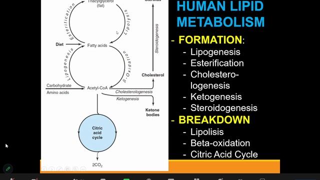 Kuliah 6 : Metabolisme Lipid смотреть онлайн