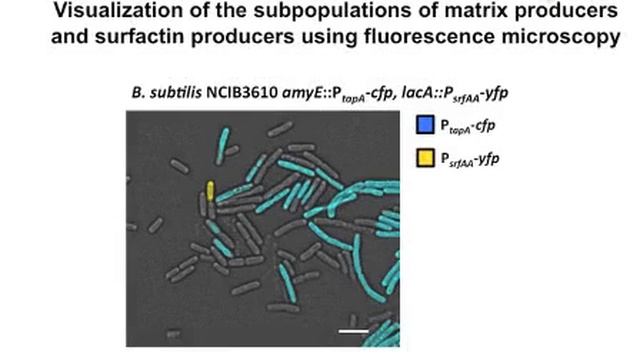 Single-Cell Analysis Of Bacillus subtilis Biofilms By Flow Cytometry l Protocol Preview смотреть онлайн