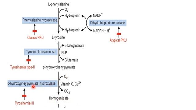 Phenyalanine And Tyrosine Metabolism || Aromatic Amino Acid Metabolism || Biochemistry || NEET PG смотреть онлайн