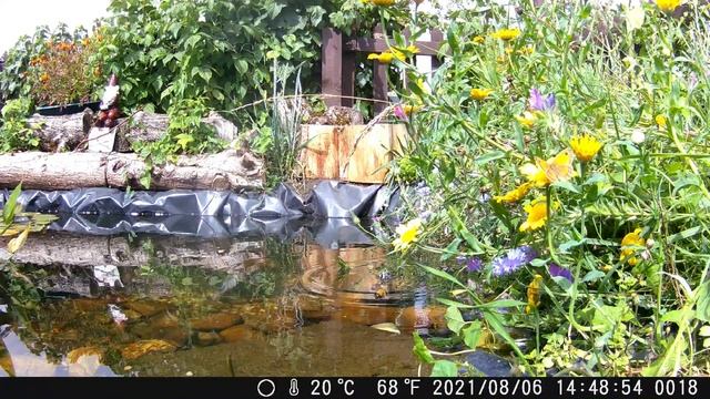 Relaxing butterfly video смотреть онлайн