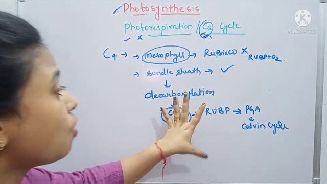 Ch-13 Photosynthesis L-08 | C2 Cycle | Photorespiration | Difference between C3 and C4 plants | NEE смотреть онлайн