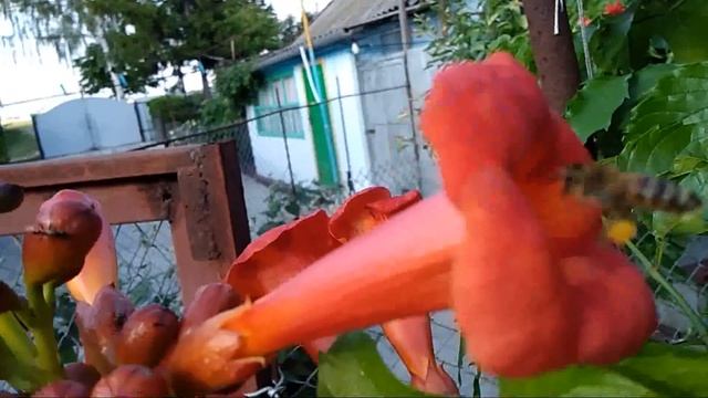 ЧТО ЗА ЧУДО ПРИРОДЫ!!! ИНТЕРЕСНО-ИНТЕРЕСНО. смотреть онлайн