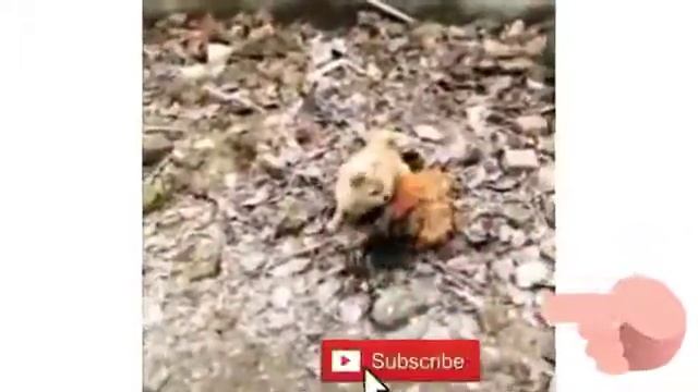 Самые смешные🤣🤣🤣🤣🤣🤣 смотреть онлайн