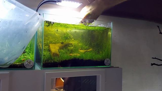 Ziemia w akwarium, zamiast podłoża. Bagno cz. 3. смотреть онлайн
