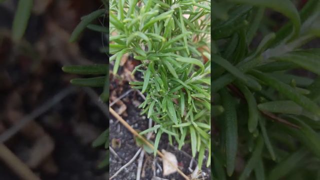 Rosemary Herb смотреть онлайн