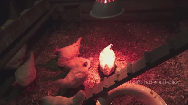 Куры в курятнике зимой. Мороз на улице минус 36 градусов смотреть онлайн