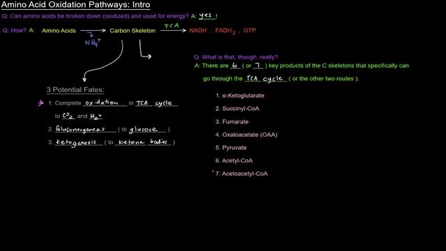 Amino Acid Oxidation Pathways (Part 1 of 10) - Intro смотреть онлайн