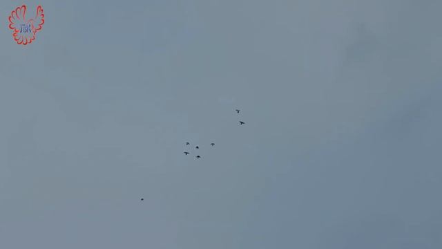 Голуби. 25.12.2021г. смотреть онлайн