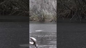 Подледная рыбалка!!! НАЧАЛО🎣🐬